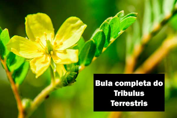 Bula do Tribulus Terrestris: Para que serve e como tomar?	