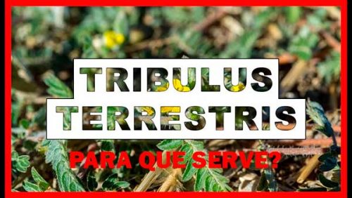 O que é Tribulus Terrestris?  